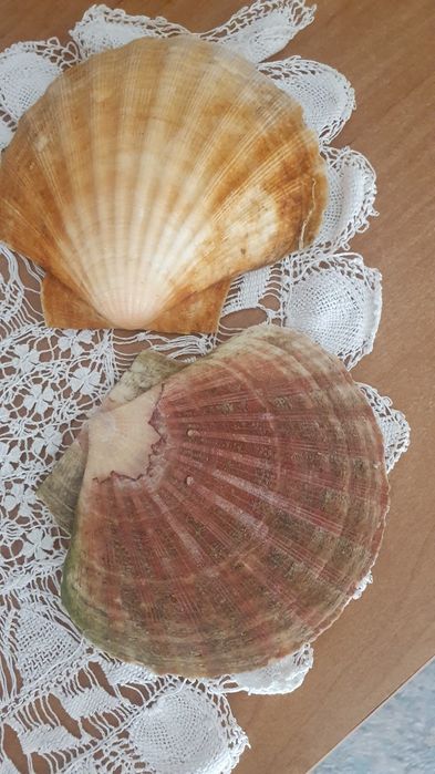 Muszle morskie, piękne, podwójne.