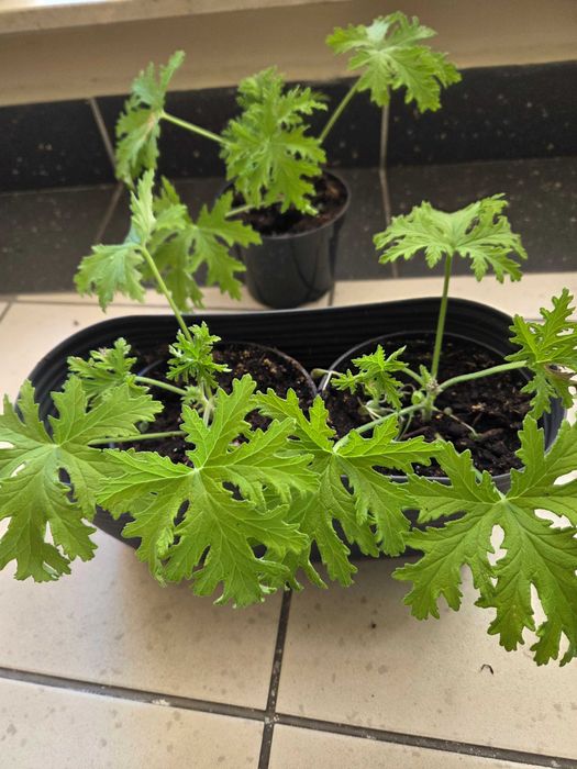 Sadzonki geranium anginki