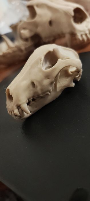 Model 3d czaszki psa pomniejszona