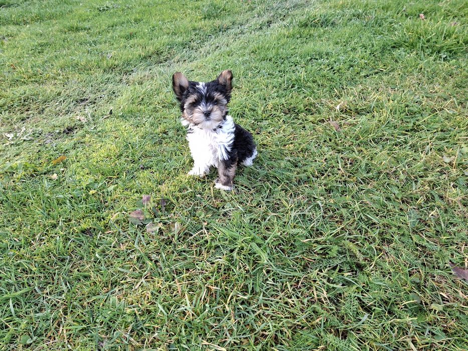 York  mini piesek Biewer