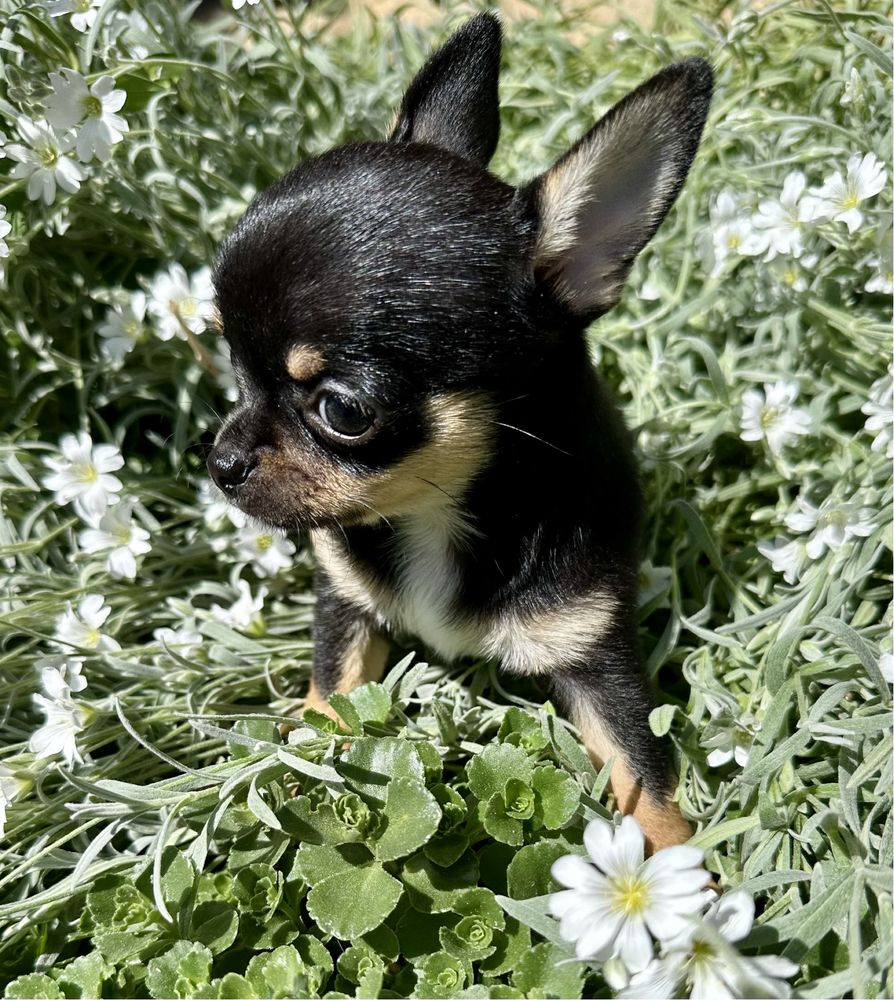 Chihuahua Boy PACO