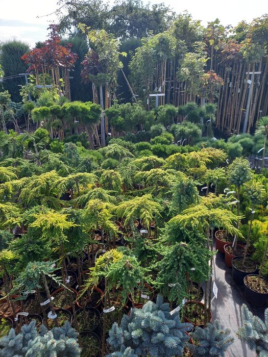 Jałowiec,Sosna szczepiona na pniu,Tuja szmaragd,Klony szczepione