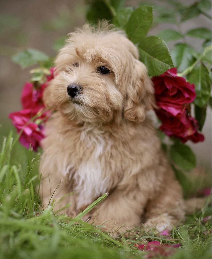 Śliczne szczenięta maltipoo