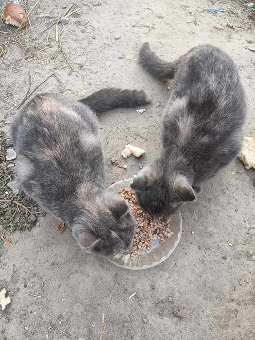 Стерилізовані киці красуні