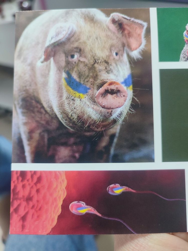 Спермодози для свиней Штучне осіменіння свиней