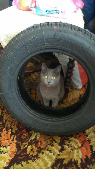НОВА Автошина 155/70R13 75Q Rosava БЦ-10 всесезонка