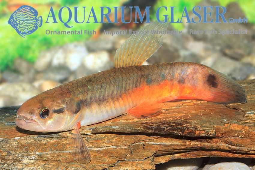 Erythrinus sp madre de dios