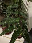 Begonia albopicta alba sadzonka