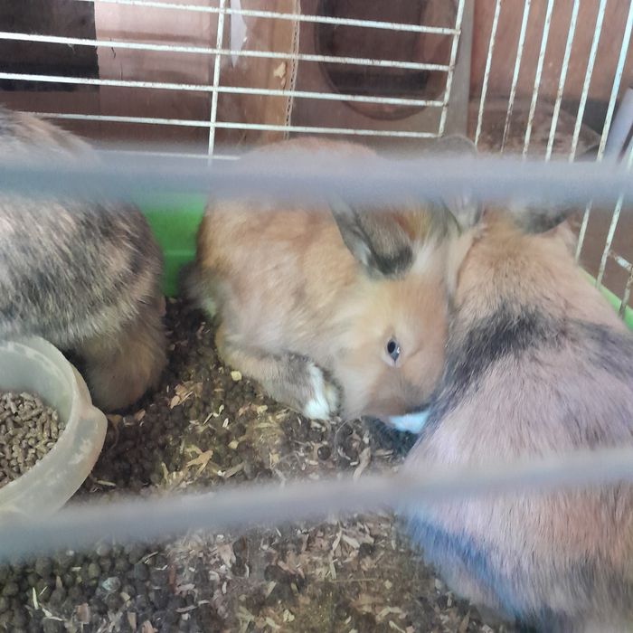 Vendo coelhos anoes