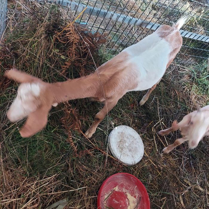 Cabras de boa qualidade