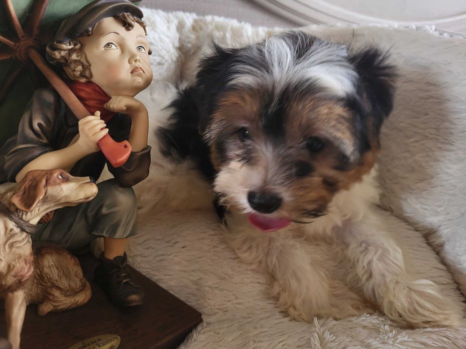 Цуценята Бівер Йорк з розплідника