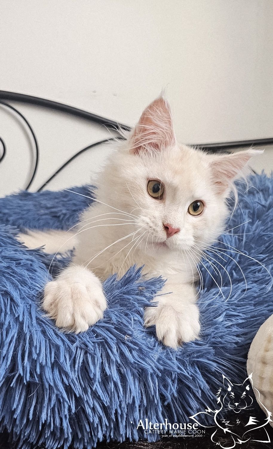 Srebrzysty kremowy kocur Maine Coon rodowód Felis Polonia FPL