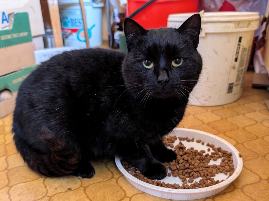 Czarny kocurek szuka domu