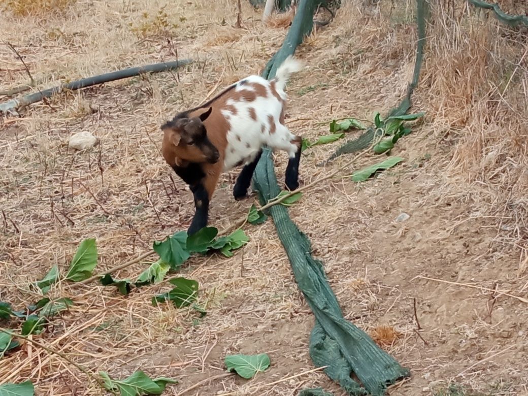 Cabrito anão para venda