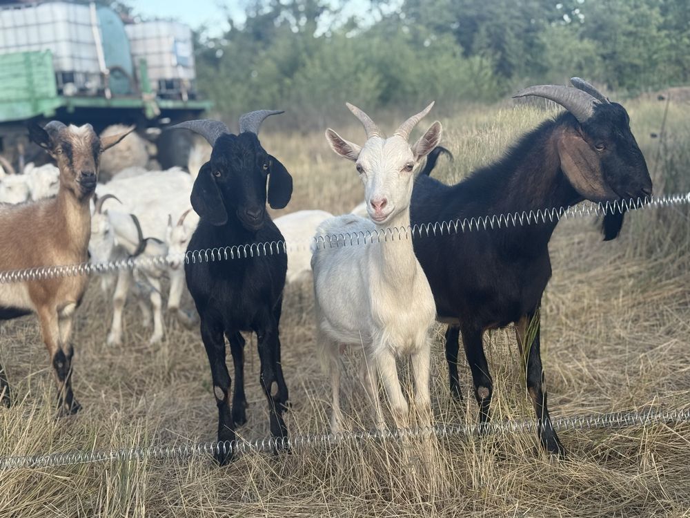 Продам нубійських козлів