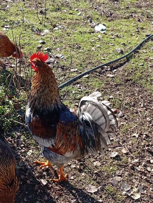 Trio de frangos com 6 meses