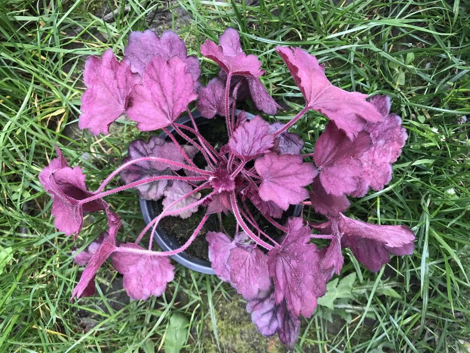 Гейхери сортові в наявності