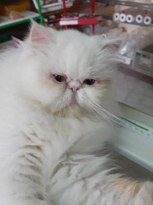 Gatinha persa Uma perfeição