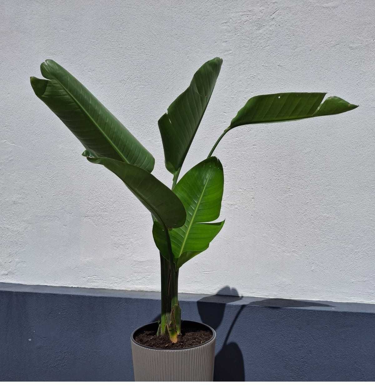 Estrelicia Branca, Estrelícia gigante ou Strelitzia augusta nicolai