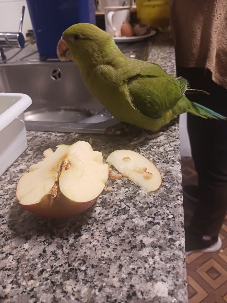 Rin neck e agapórnis criados á mão e outras aves