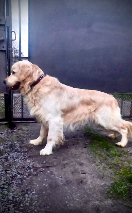 Золотистий Ритривер, Голден-Ретривер, Вʼязка