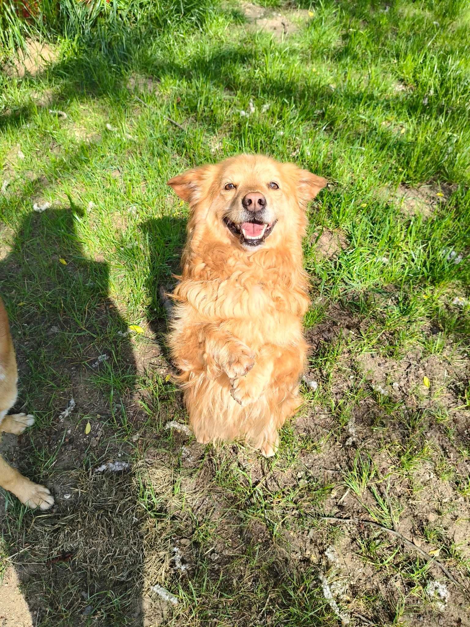 Amor 5 letni śliczny piesio wrócił z adopcji..