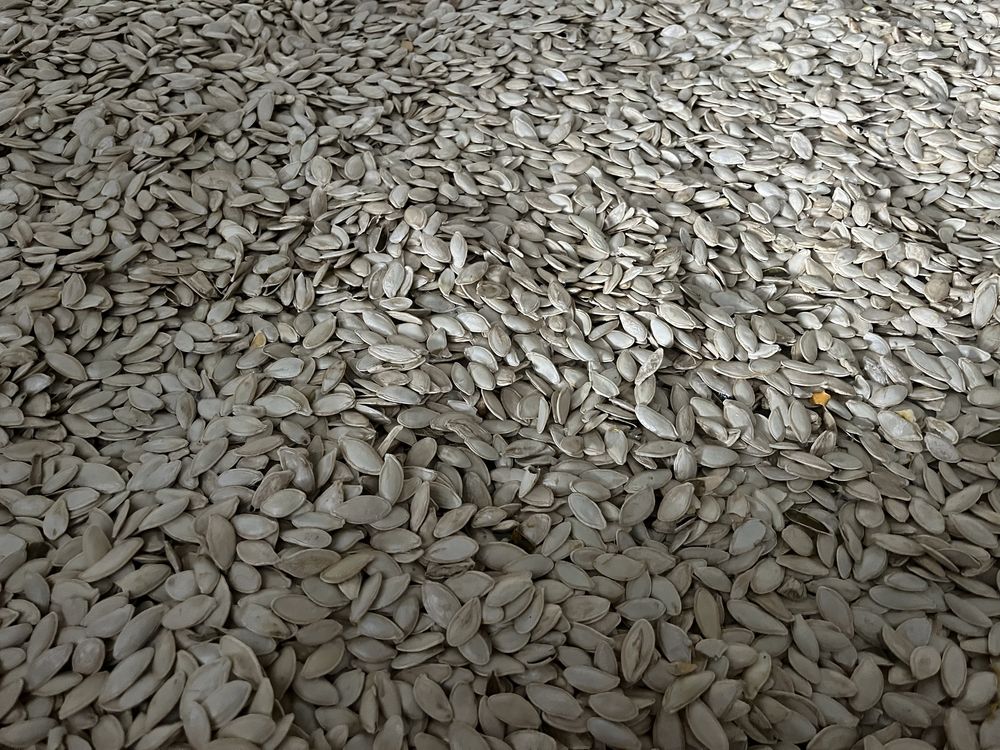 Продам гарбузове насіння