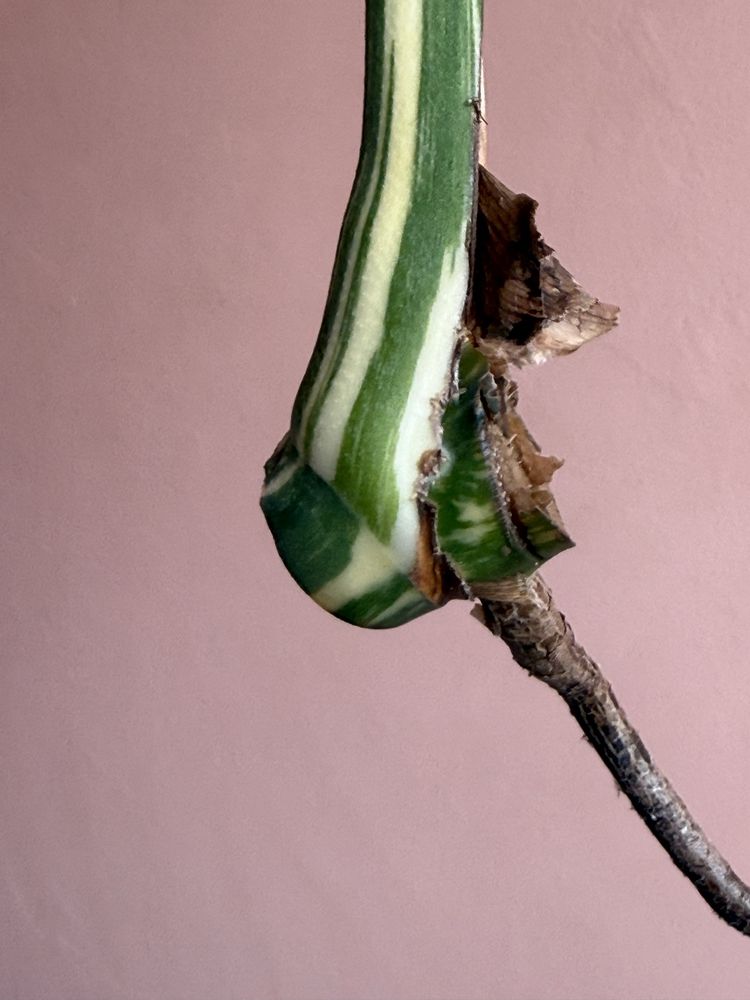 Monstera thai platinum