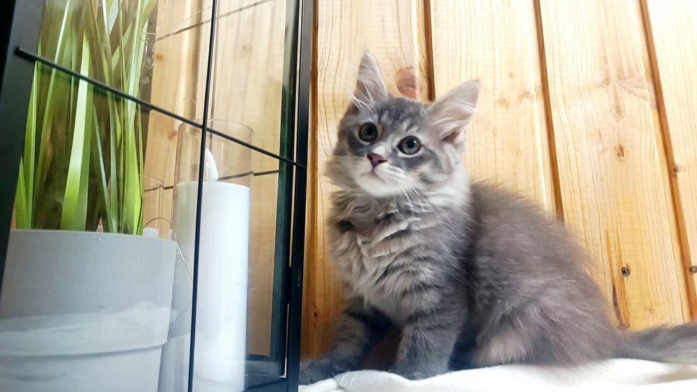 Kocurek syberyjski gotowy do odbioru