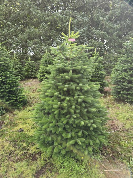 Jodła kaukaska pierwsza klasa