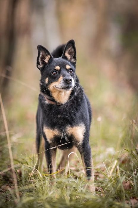 Mały, kochany kundelek którego nikt nie chce adoptować. Mini Shiba Inu
