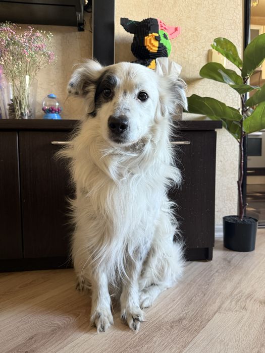 Отдам кобеля в добрые руки