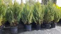 Cupressus juniperus ciprestes