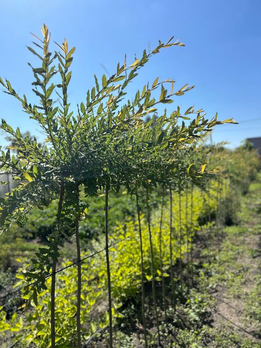 Верба Хакуро-Нішикі на штамбі | З відкритою кореневою системою