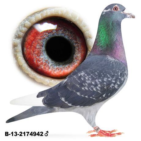 Młode 2022 Para nr 64 K.Szkolny x R. Lismont gołąb gołębie pocztowe