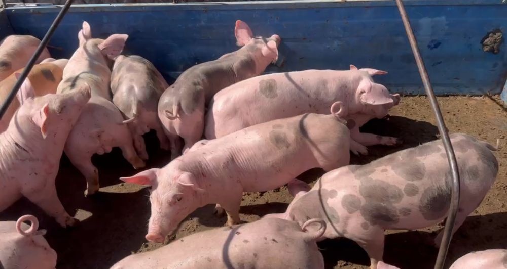 Продам поросят  12-14кг