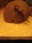Ancistrus Sp e albinos