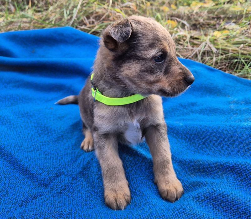 Цуценята-маленькі розбишаки в добрі руки безкоштовно