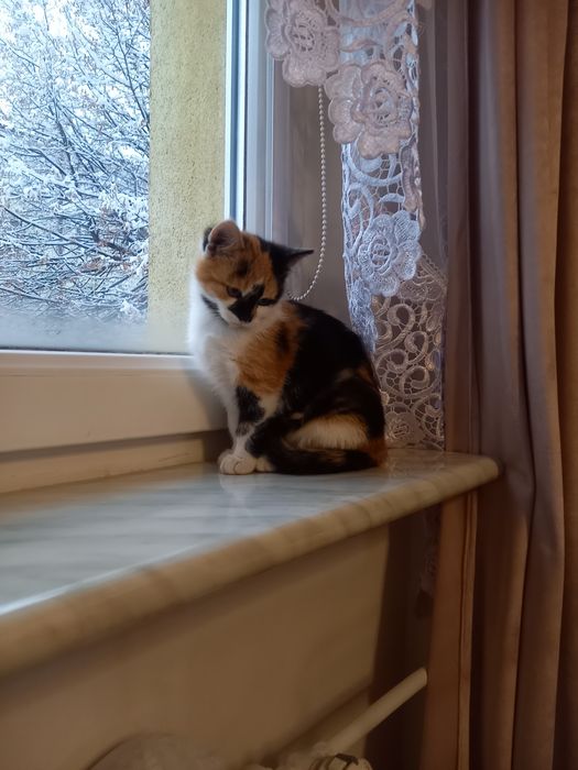 Do oddania mała Kotka