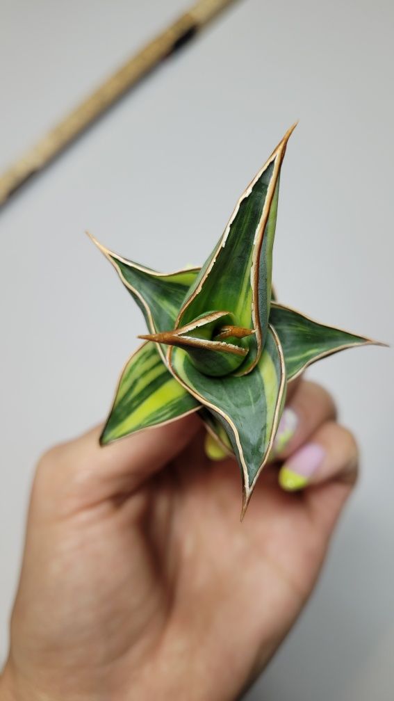 Sansevieria Pinguicula var