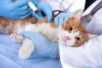 Ветеринарный врач Прием Лечение животных