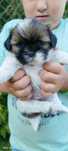 Sunia Shih Tzu do rezerwacji – tricolor