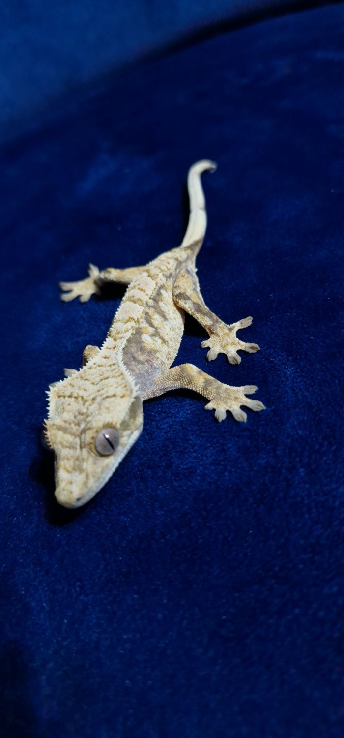 Gekon orzęsiony , Gekony Jaszczurka Terrarium