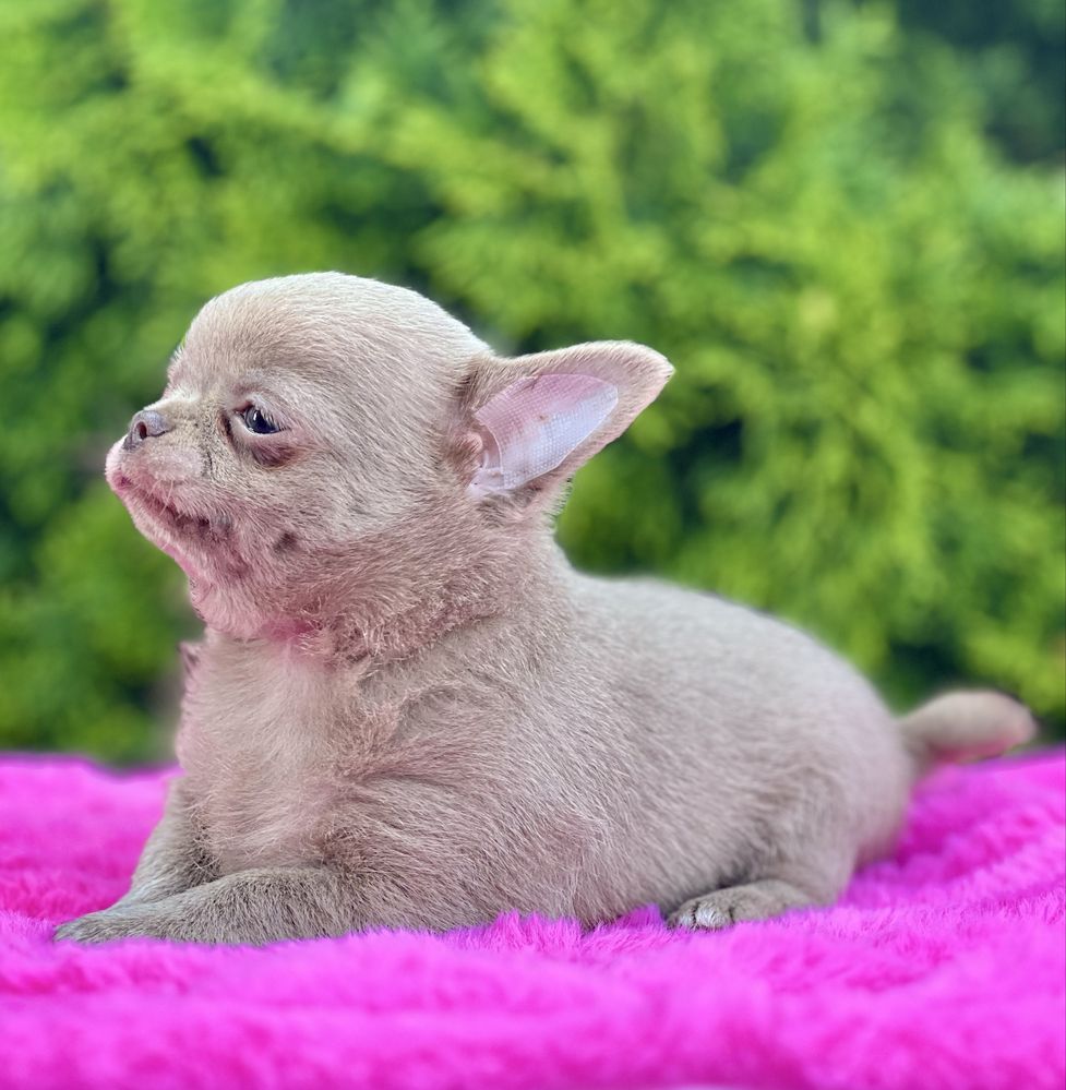 Gotowy do odbioruChihuahua cudowny liliowy chłopczyk