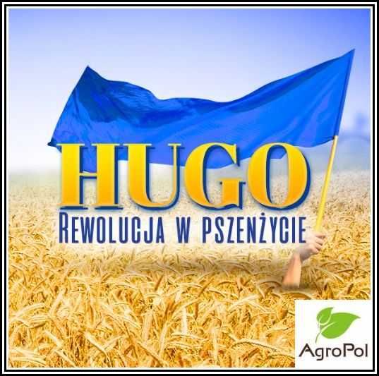 Pszenżyto Przewódkowe HUGO - Rewelacyjny Plon Przewódka późny siew