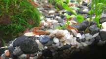 Krewetka Red Cherry Neocaridina Davidi .