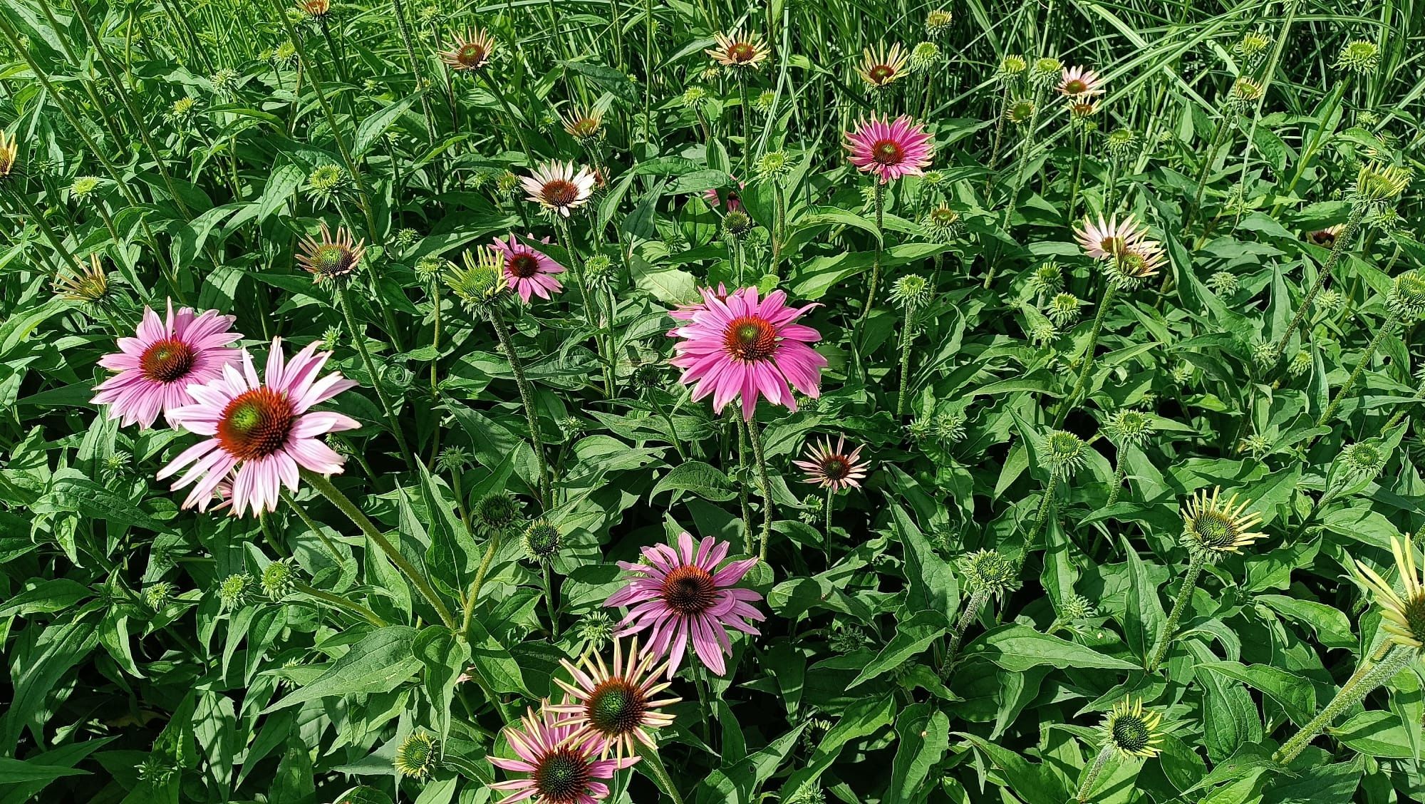 Jeżówka purpurowa Echinacea Purpurowa - duże gęste sadzonki
