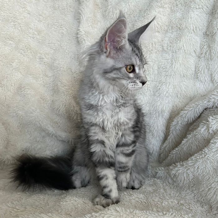 Alice , kotka Maine Coon linia Shaded