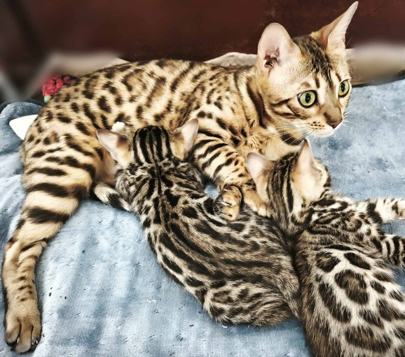 Продаю Бенгальського котика