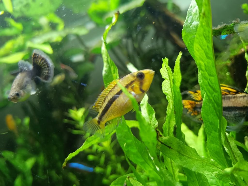 Pielęgniczka kakadu apistogramma cacatufoides polska hodowla